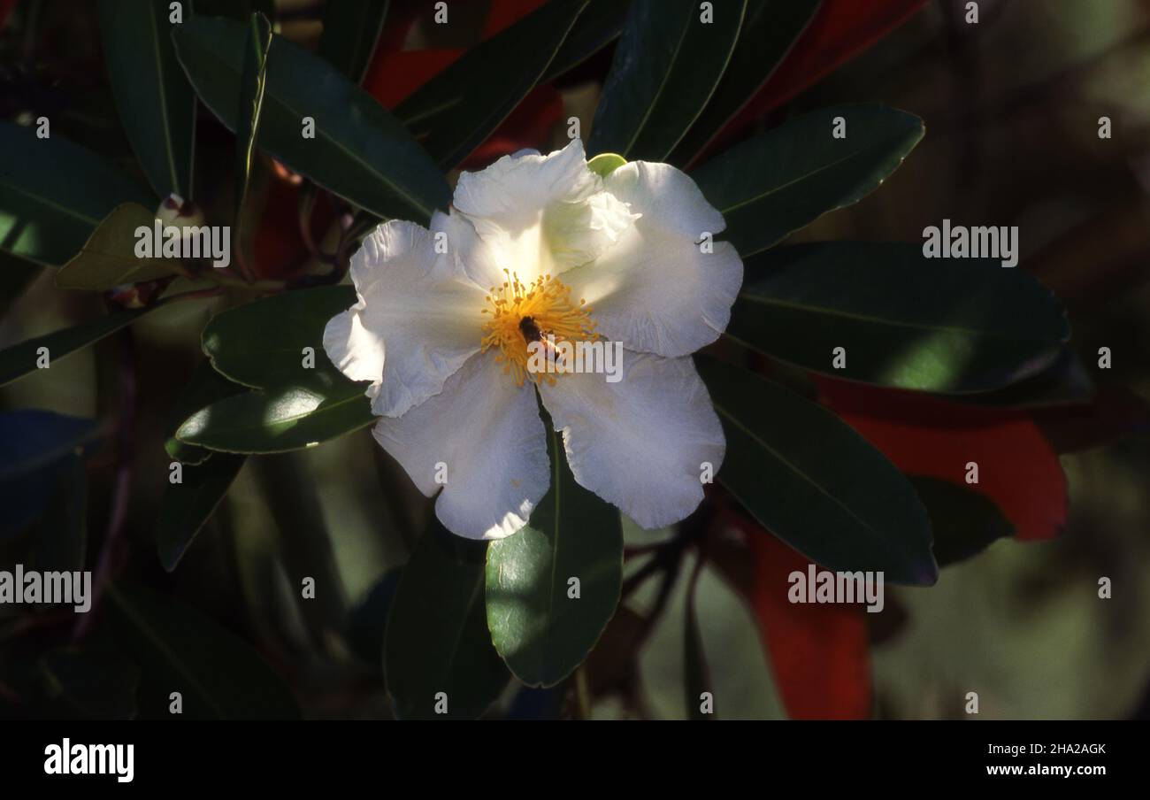 EINE BIENE SAMMELT NEKTAR AUS EINER POLYSPORA AXILLARIS-BLÜTE, EINEM IMMERGRÜNEN STRÄUCHER ODER BAUM, DER AUCH ALS SPIEGELEI-PFLANZE ODER SPIEGELEI-BAUM BEKANNT IST. Stockfoto