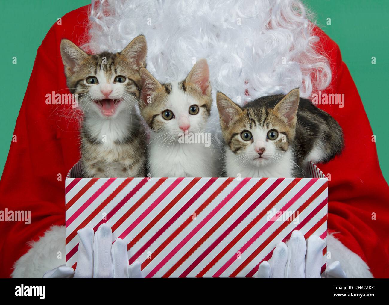 Nahaufnahme von drei Kätzchen in einer festlich gestreiften Weihnachtsbox, die vom Weihnachtsmann auf grünem Hintergrund gehalten wird. Stockfoto