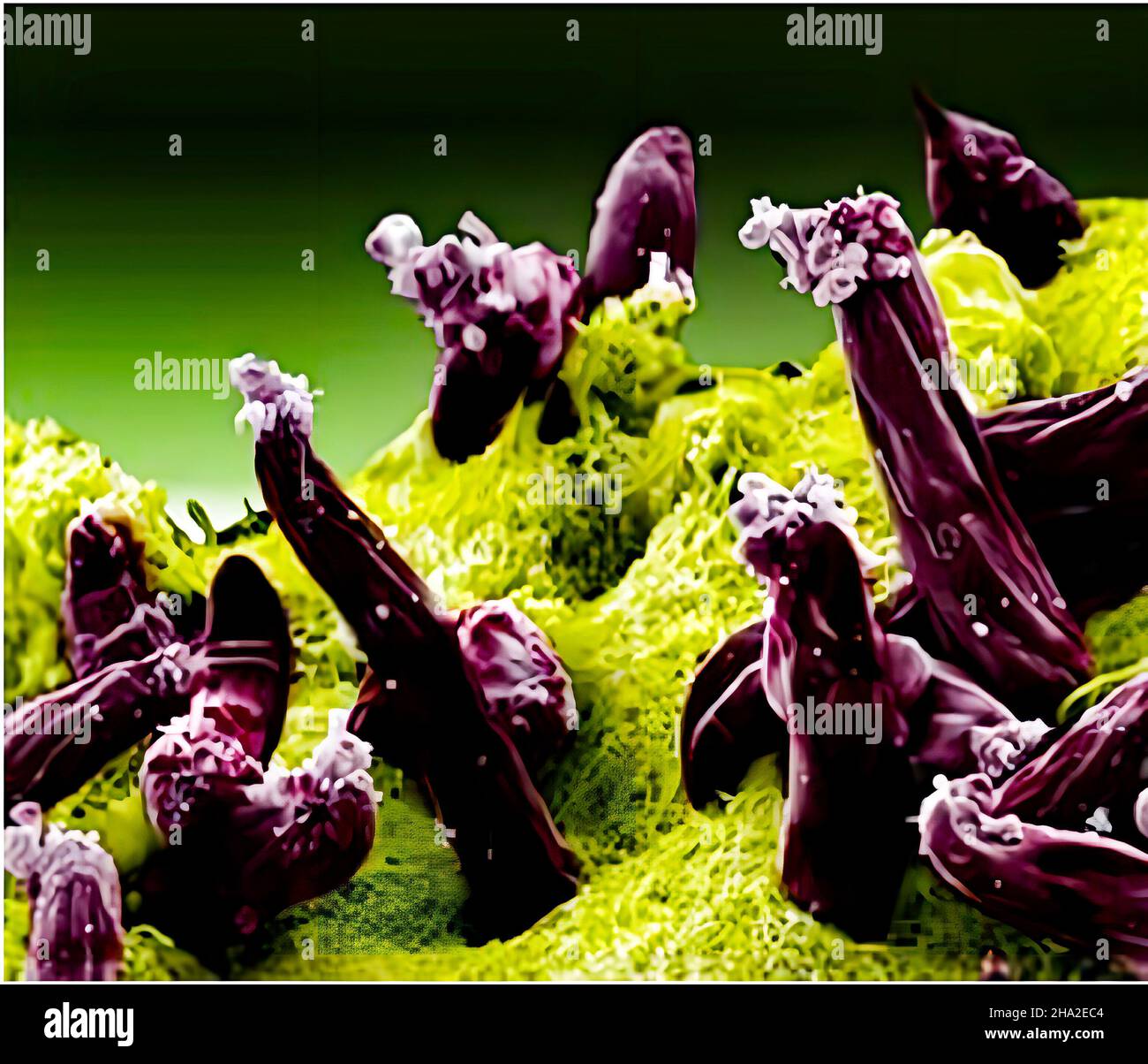 Malaria: plasmodium gallinaceum Stockfoto