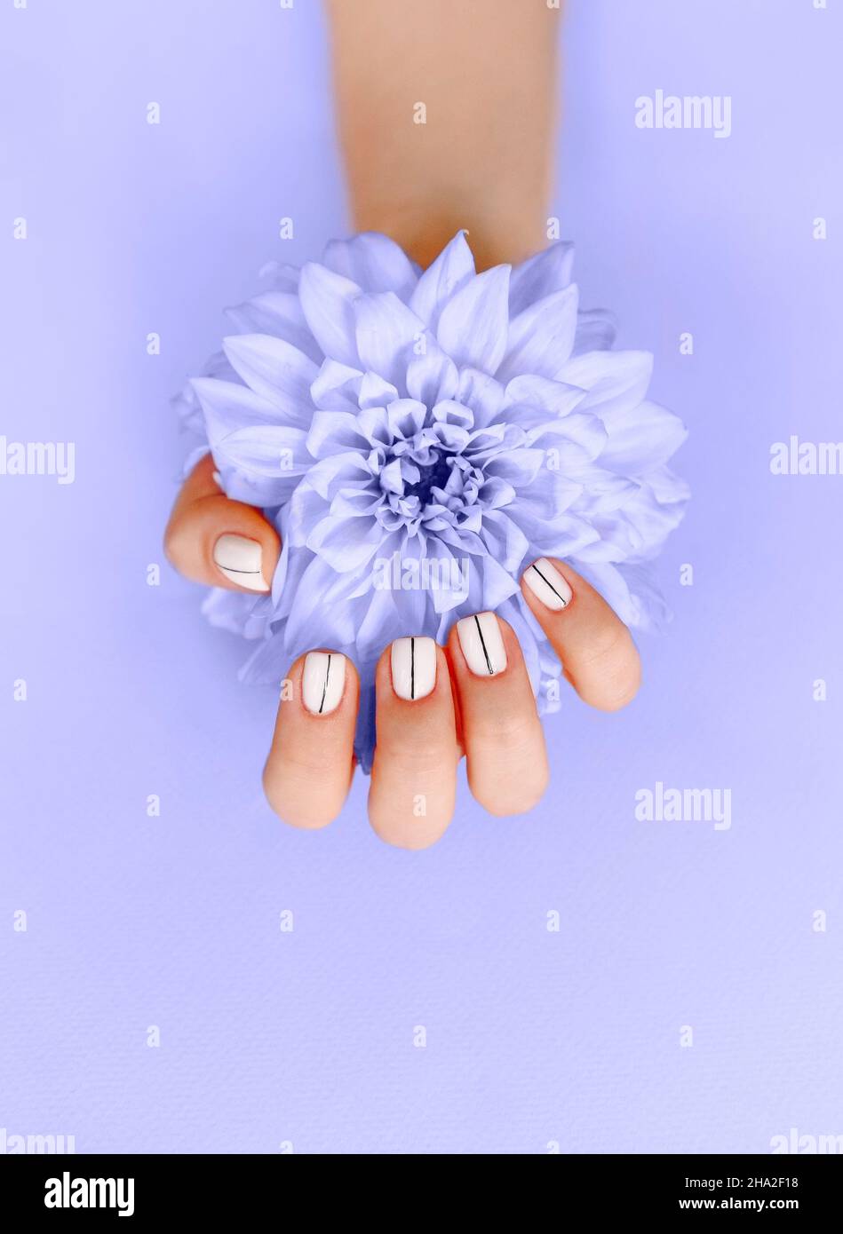 Draufsicht auf Ernte unkenntlich weiblich mit blühenden Blume demonstriert stilvolle gepflegte Maniküre auf violettem Hintergrund. Farbe von 2022 Jahr, sehr peri Stockfoto