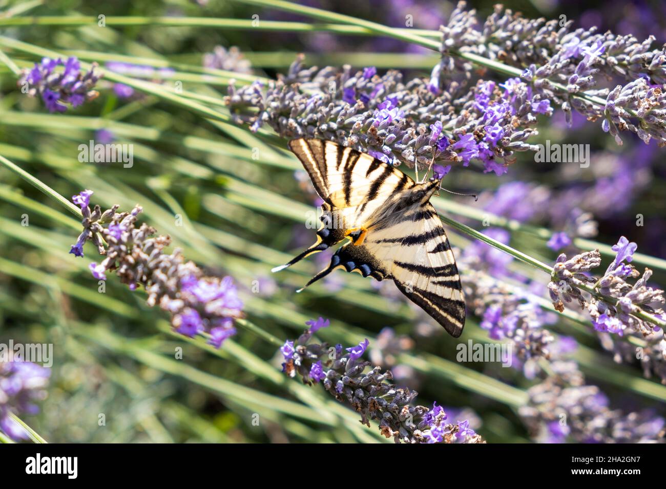 Schmetterling, seltener Schwalbenschwanz (Iphiclides podalirius) auf einer Lavendelblüte Stockfoto