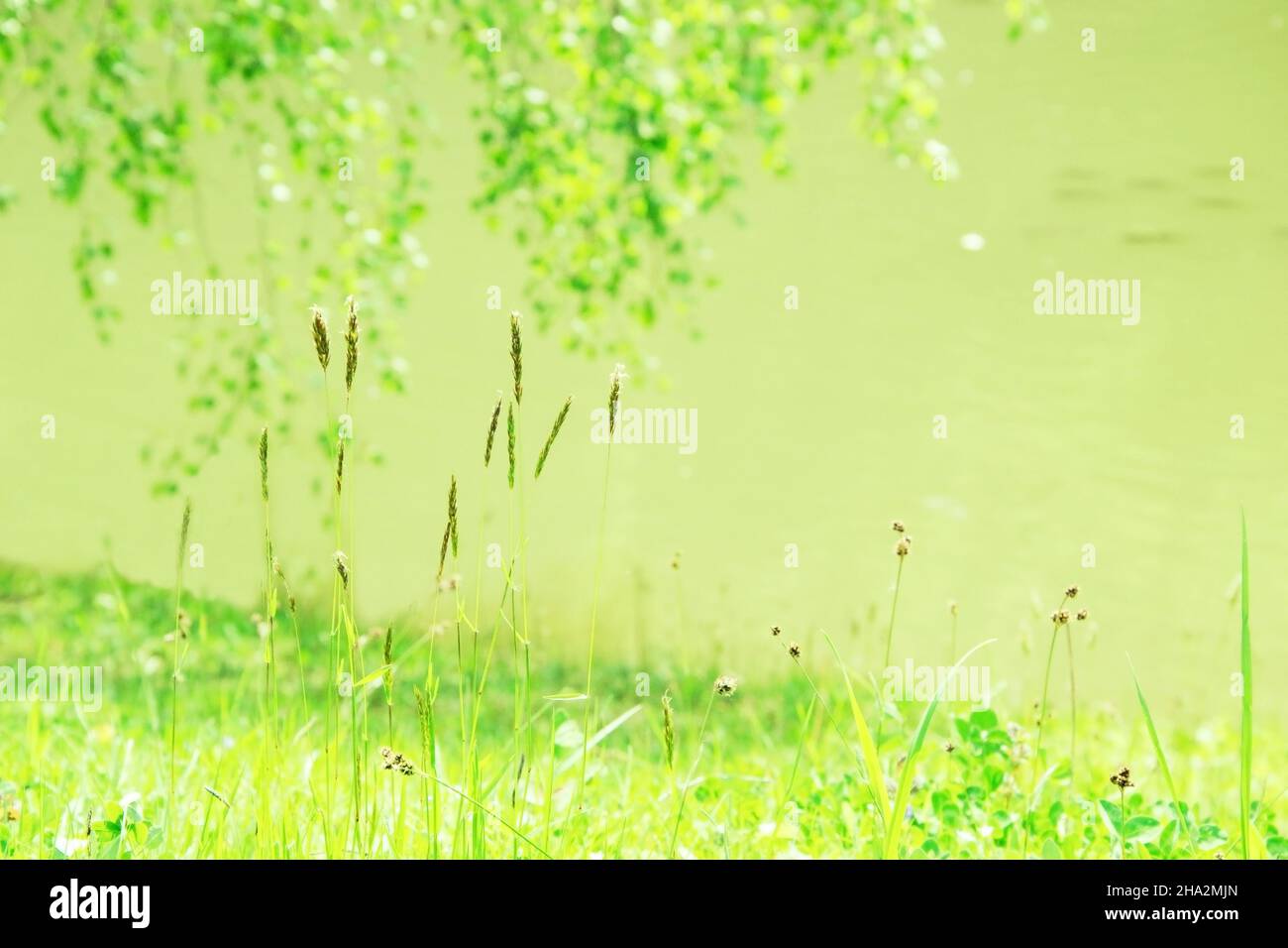 An einem sonnigen Tag wächst auf einem Sommerrasen im Dorf grünes Gras. Grashalme auf einem verschwommenen Hintergrund. Stockfoto