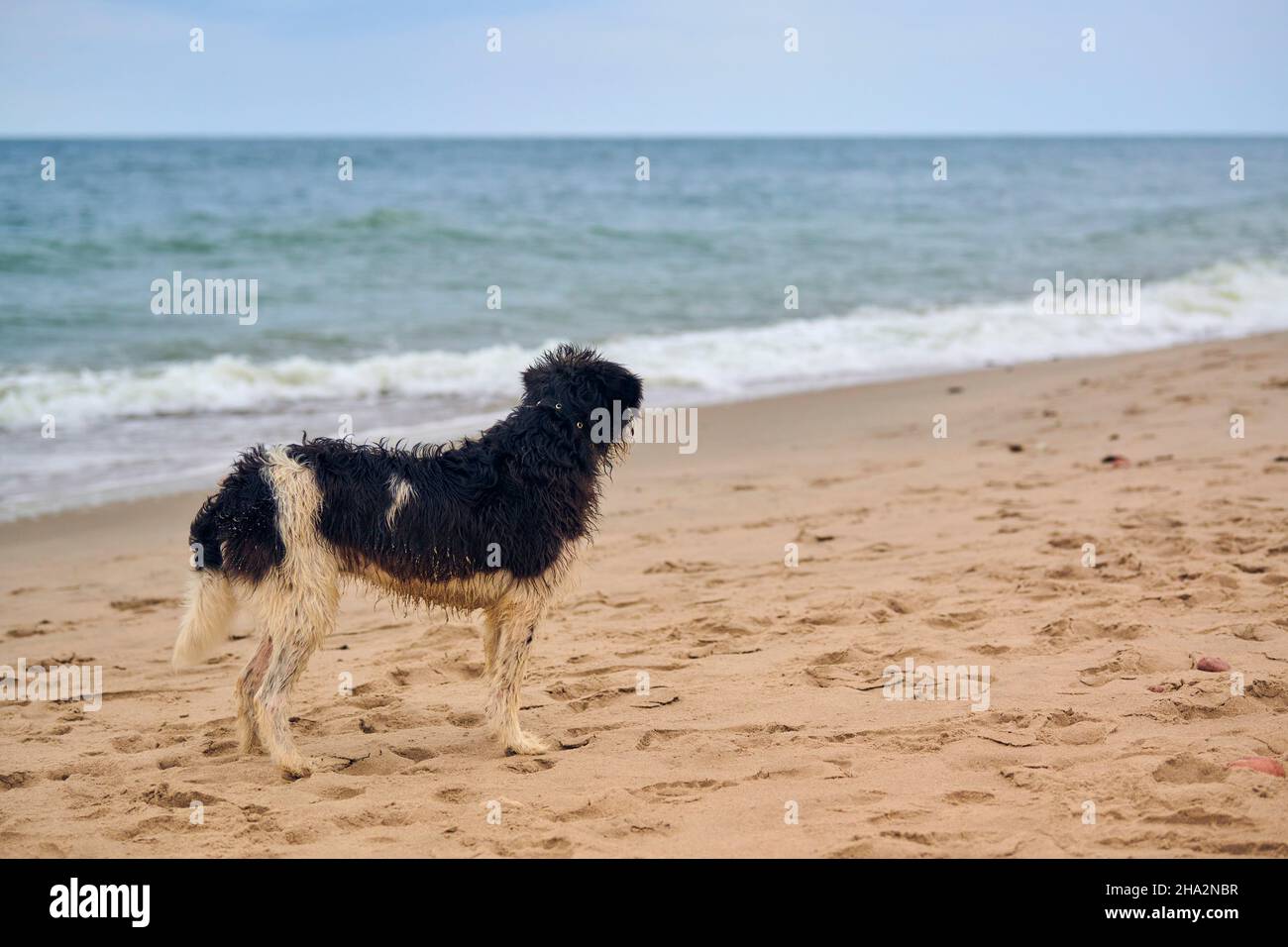 Fehlender nasser Hund, der am Sandstrand läuft und auf der Suche nach Besitzer, Meereshintergrund ist. Traurige obdachlose Hündin gefroren und will essen. Verloren und müde Hund mit coll Stockfoto