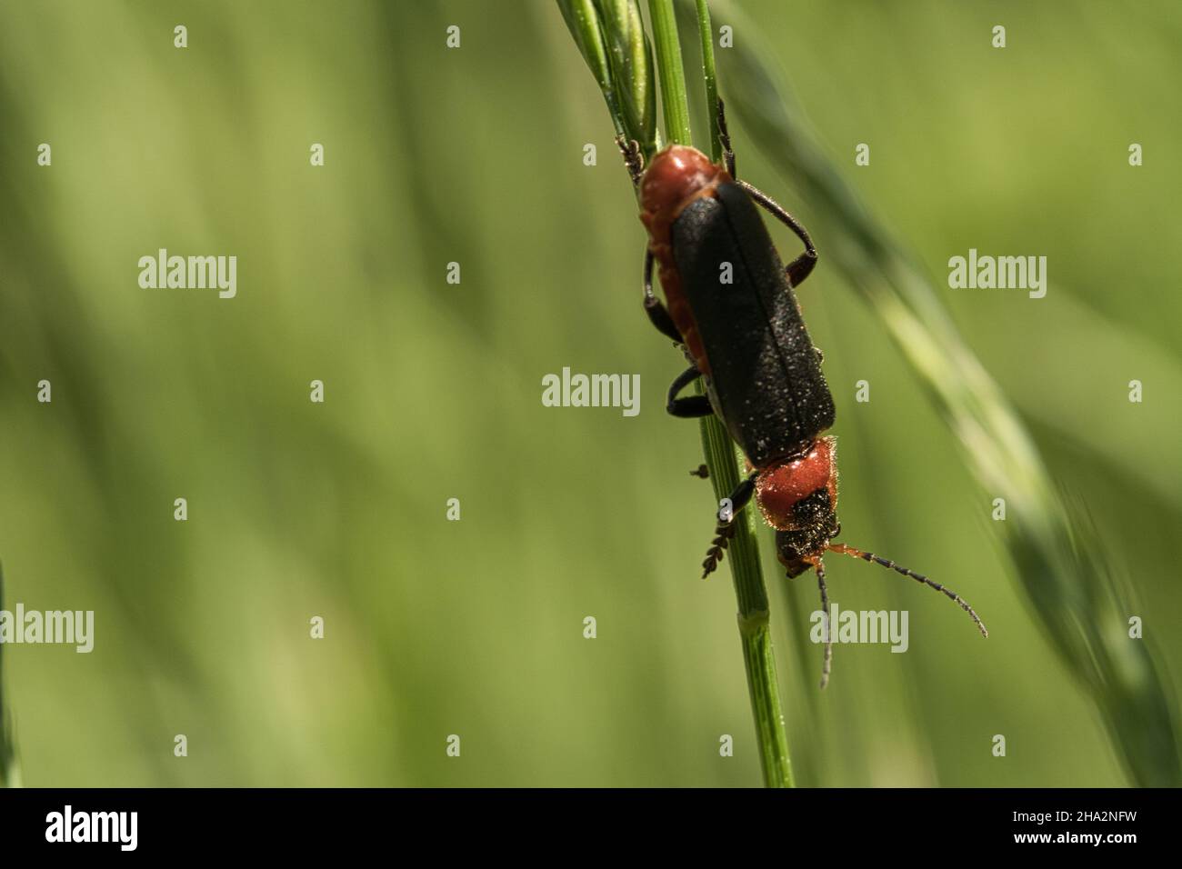 Kriechender Käfer auf einer Blume in Makrofotografie. Detailreiche und interessante Insekten in ihrer Umgebung Stockfoto