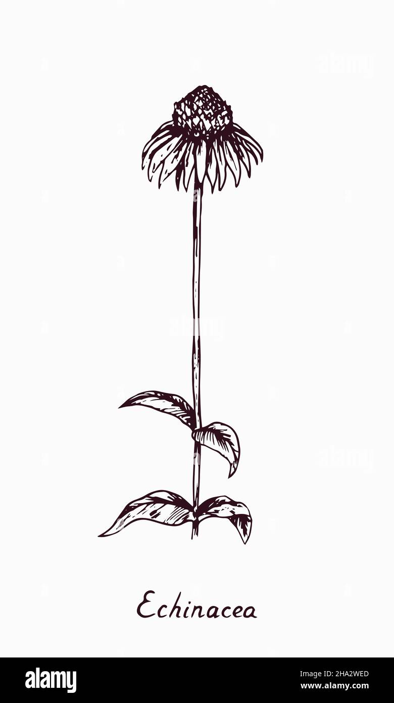 Östlicher purpurner Blütenstiel (Echinacea purea) mit Knospe und Blättern, Doodle-Zeichnung mit Inschrift, Vintage-Stil Stockfoto