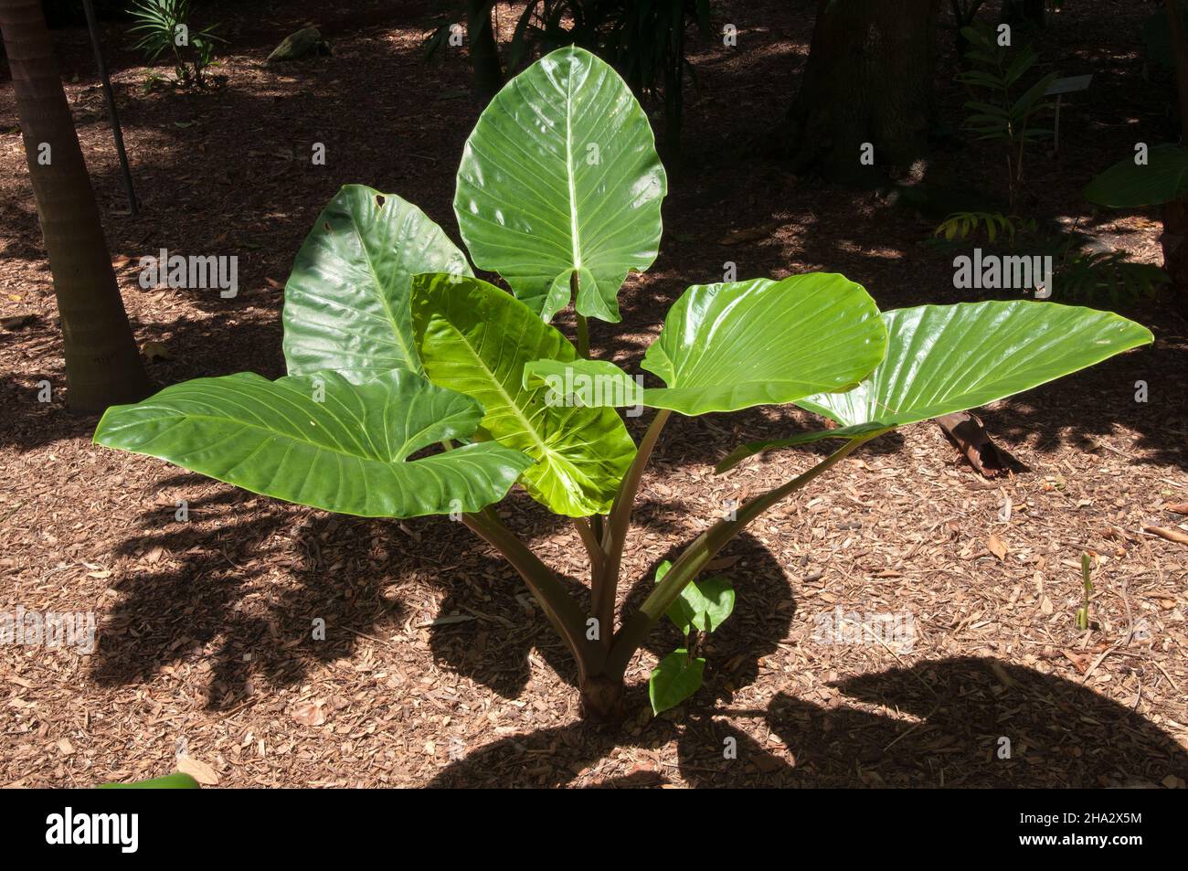 Sydney Australien, glänzend grüne Blätter einer Palmenpflanze im Garten Stockfoto