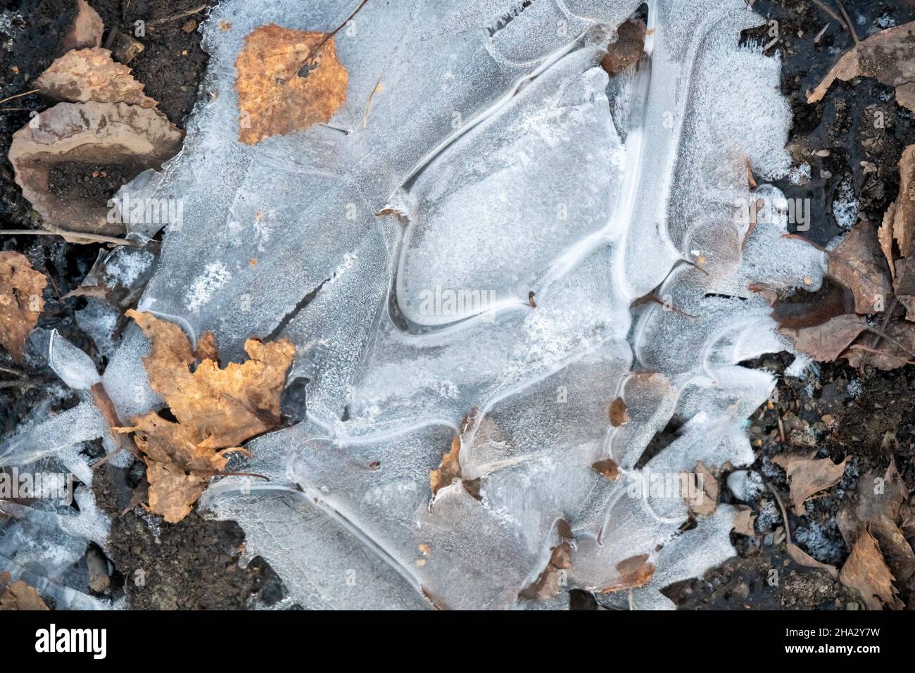Natürliches Eis und trockene Birkenblätter auf dem Boden im Spätherbst. Stockfoto