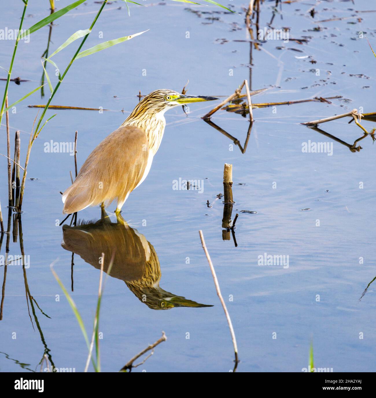 squacco Reiher, Ardeola ralloides, Nil River, Luxor, Ägypten Stockfoto