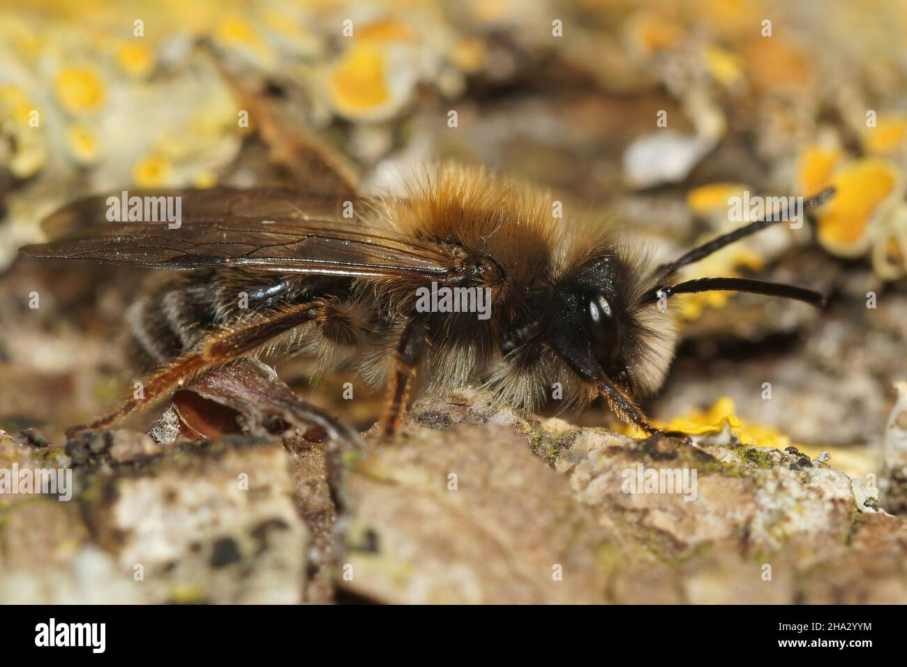 Nahaufnahme einer männlichen Clarke-Bergbiene, Andrena clarkella sitzend Stockfoto