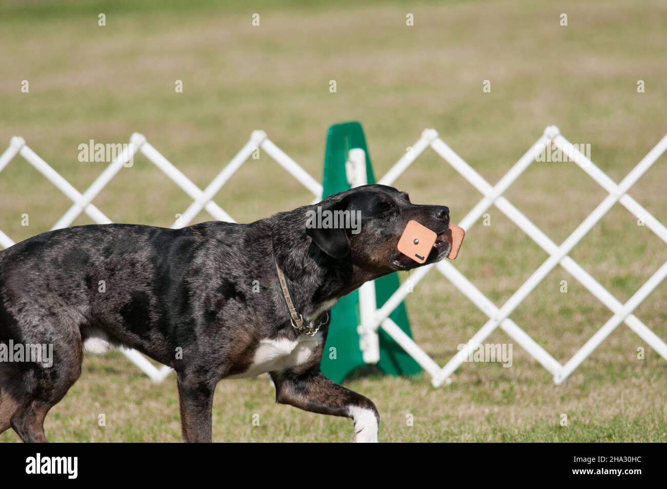 Retrieval-Aufgabe im Hundegehorsam-Wettbewerb Stockfoto