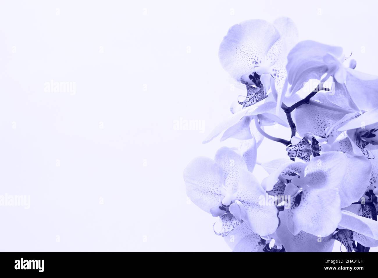 Orchideenblumen auf weißem Hintergrund mit Platz für Text. Farbe des Jahres 2022 - sehr peri. Stockfoto