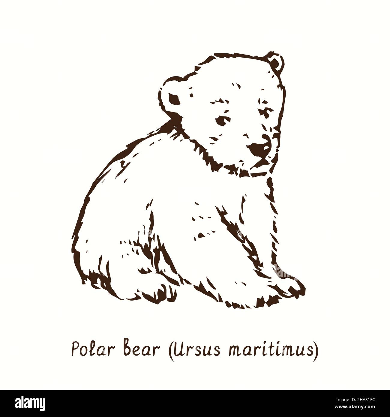 Eisbärenjunge (Ursus maritimus) sitzend. Tusche schwarz-weiße Doodle Zeichnung im Holzschnitt-Stil. Stockfoto
