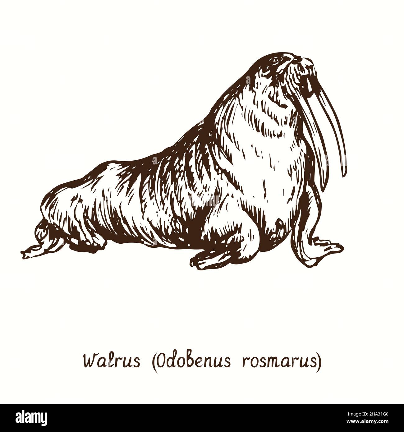 Walrus (Odobenus rosmarus) Seitenansicht. Tusche schwarz-weiße Doodle Zeichnung im Holzschnitt-Stil. Stockfoto