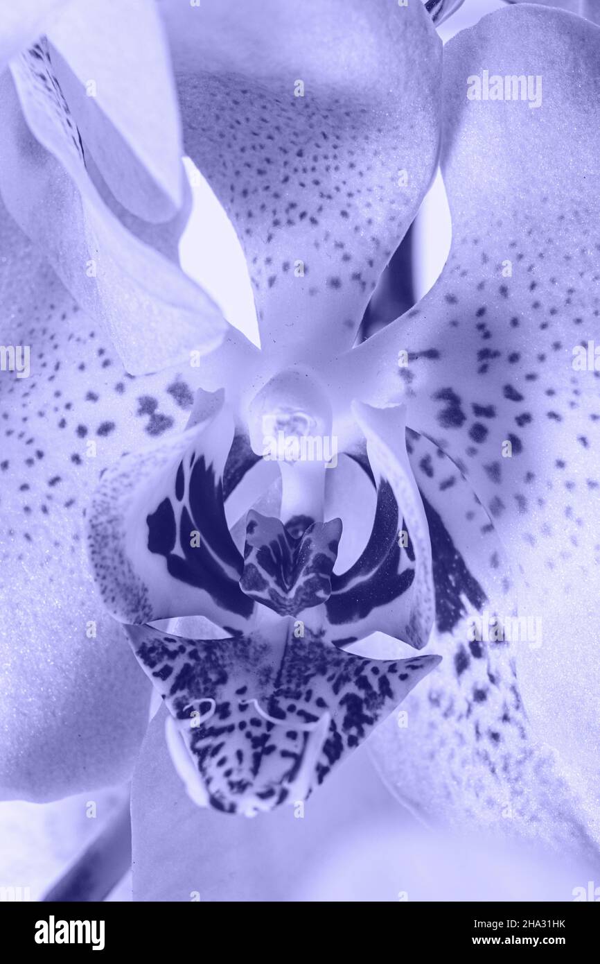 Orchideenblüten, Farbe des Jahres 2022 - sehr peri. Stockfoto