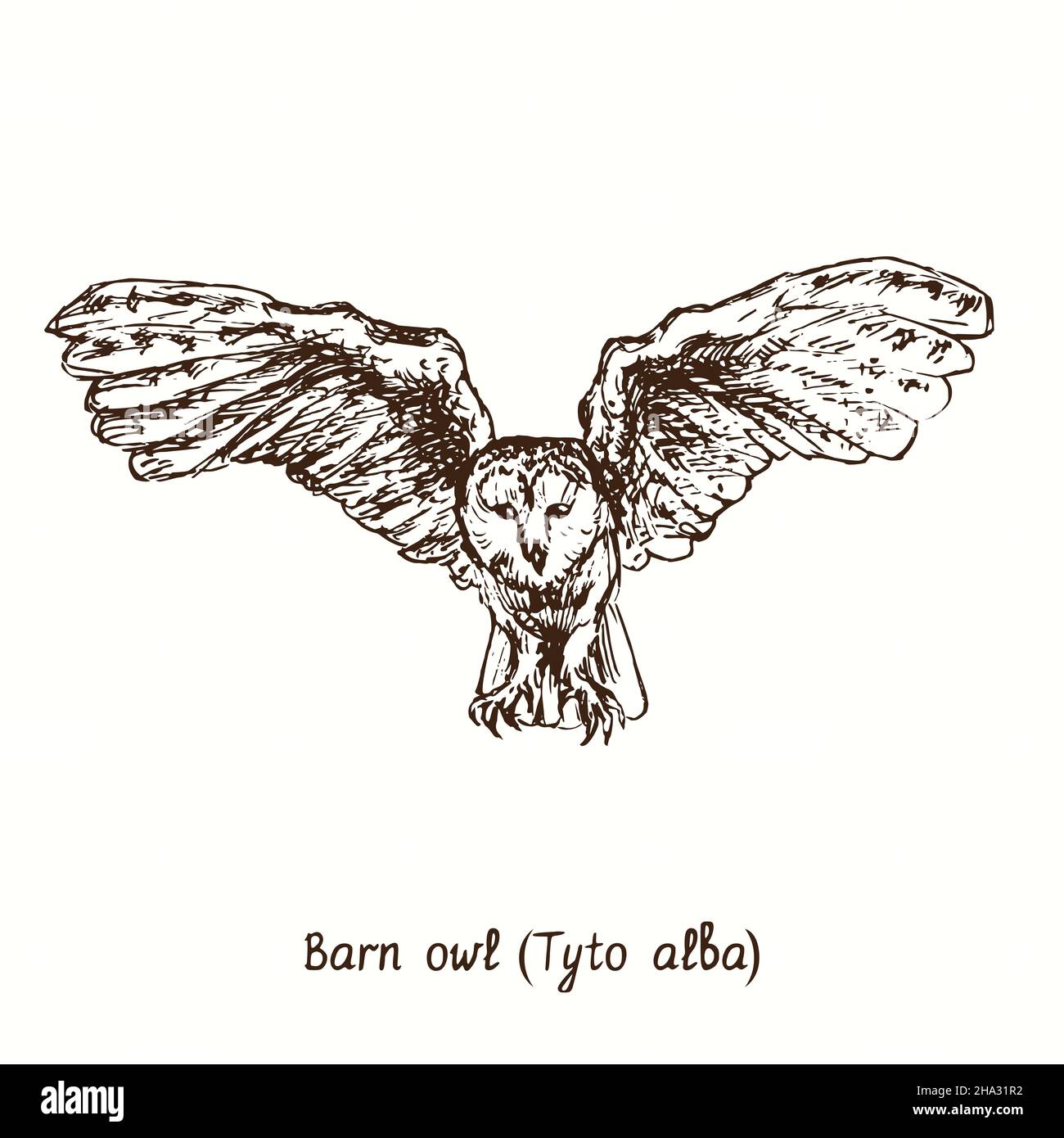 Scheune Owl (Tyto alba), die Vorderansicht fliegt. Tusche schwarz-weiße Doodle Zeichnung im Holzschnitt-Stil. Stockfoto