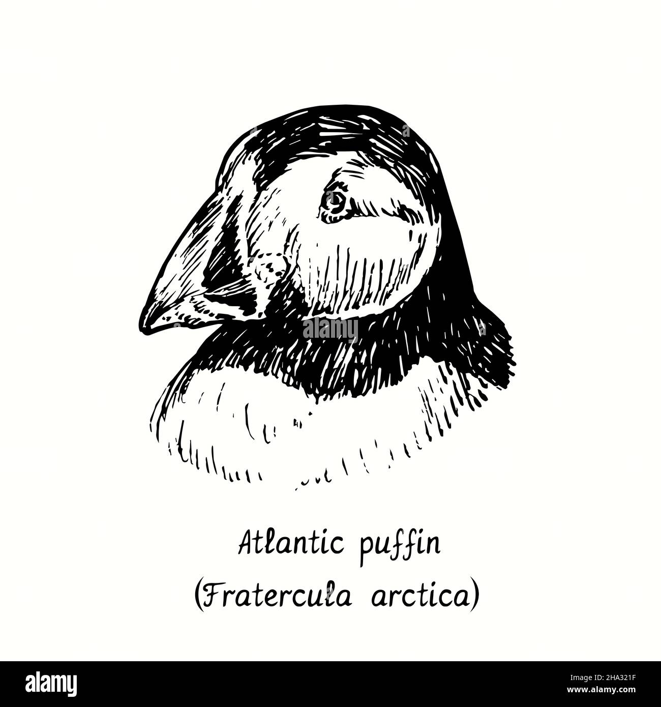 Atlantischer Papageitaucher (Fraterkula Arctica), Seitenansicht von Gesicht. Tusche schwarz-weiße Doodle Zeichnung im Holzschnitt-Stil. Stockfoto