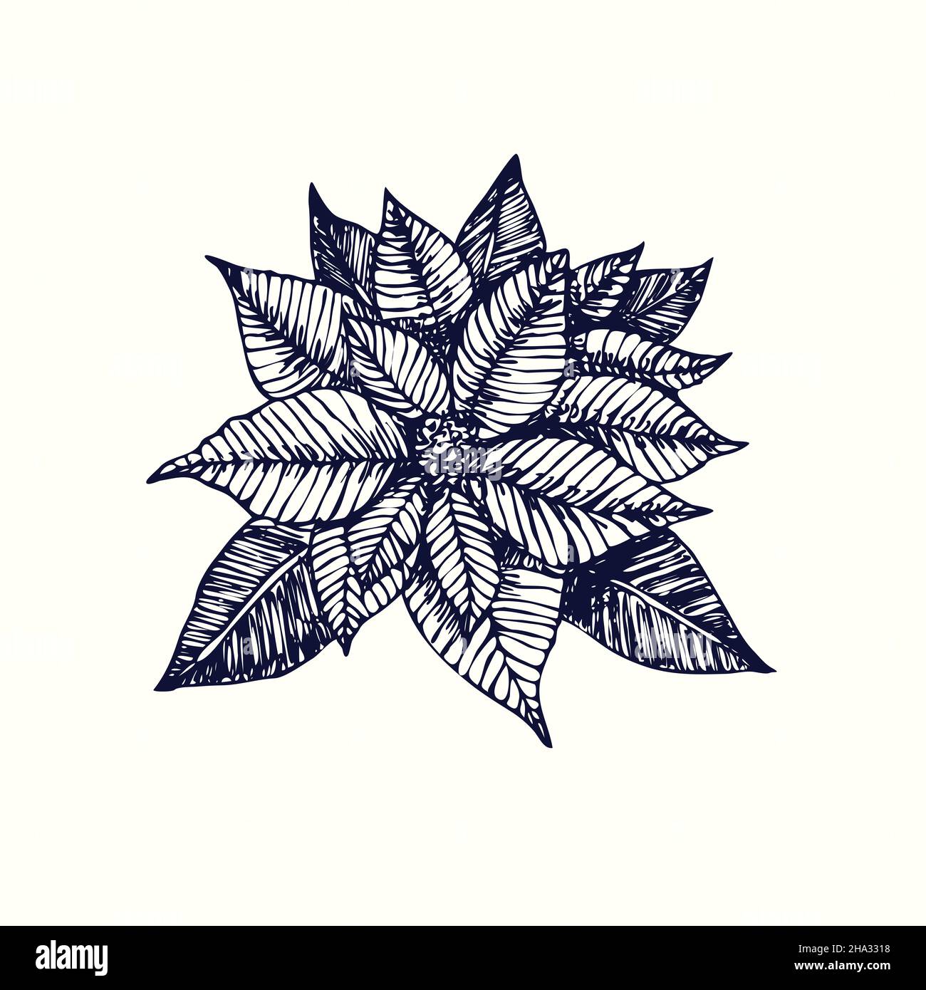 Die Weihnachtssterne (Eforbia pulcherrima) Draufsicht. Tusche schwarz-weie  Doodle Zeichnung im Holzschnitt-Stil Stockfotografie - Alamy