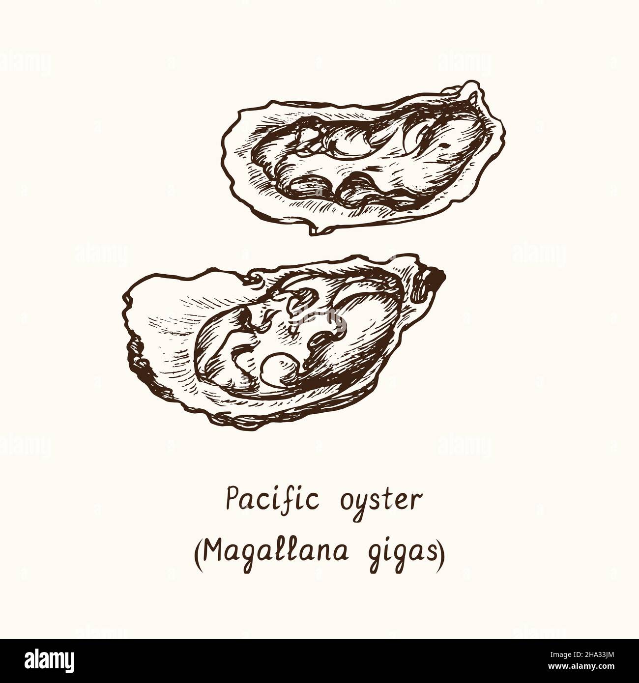 Pazifische, japanische oder Miyagi-Auster (Magallana gigas). Tusche schwarz-weiße Doodle-Zeichnung im Holzschnitt-Stil mit Inschrift. Stockfoto
