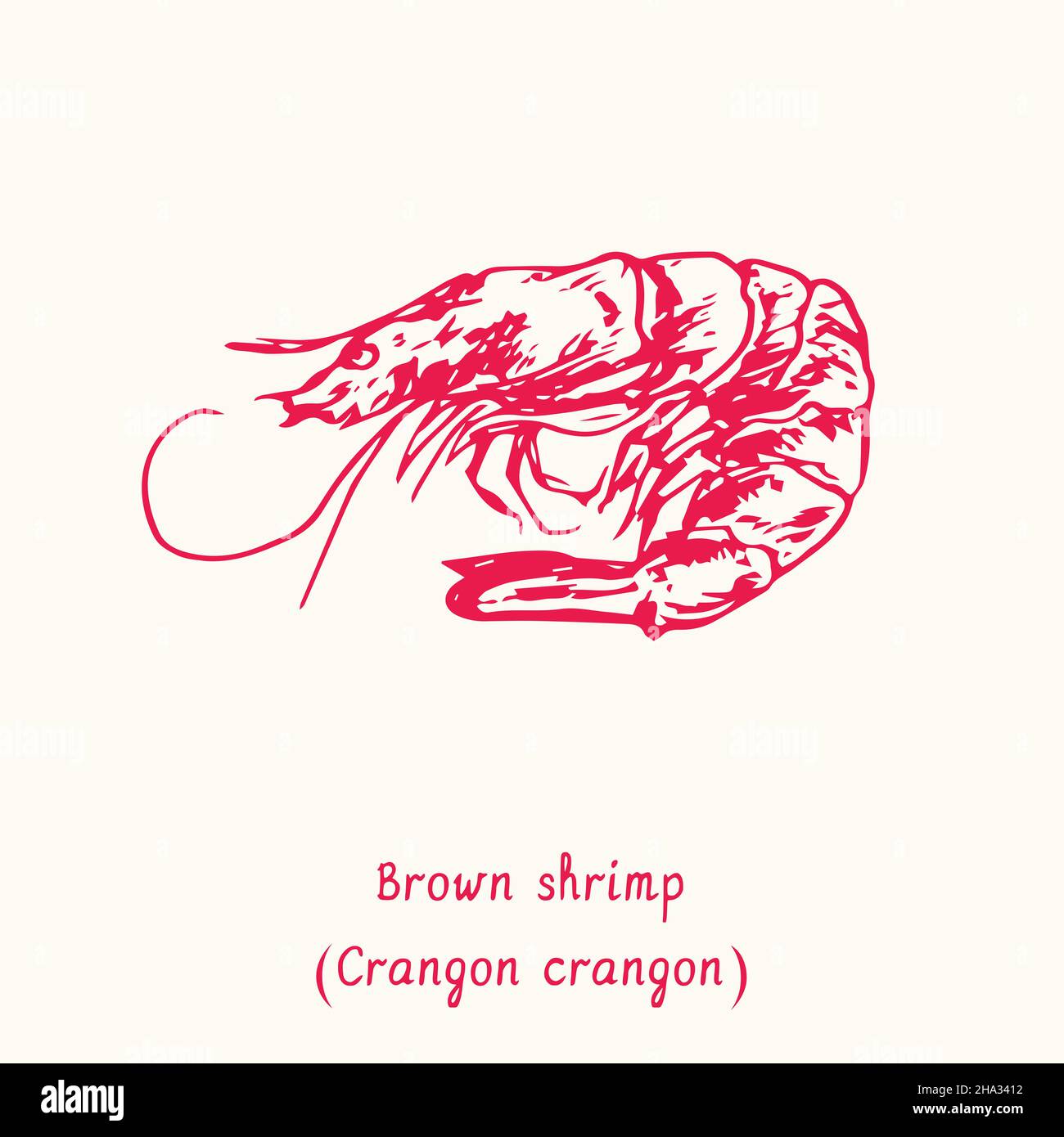 Braune Garnelen (Crangon Crangon) Draufsicht. Tusche schwarz-weiße Doodle-Zeichnung im Holzschnitt-Stil mit Inschrift. Stockfoto