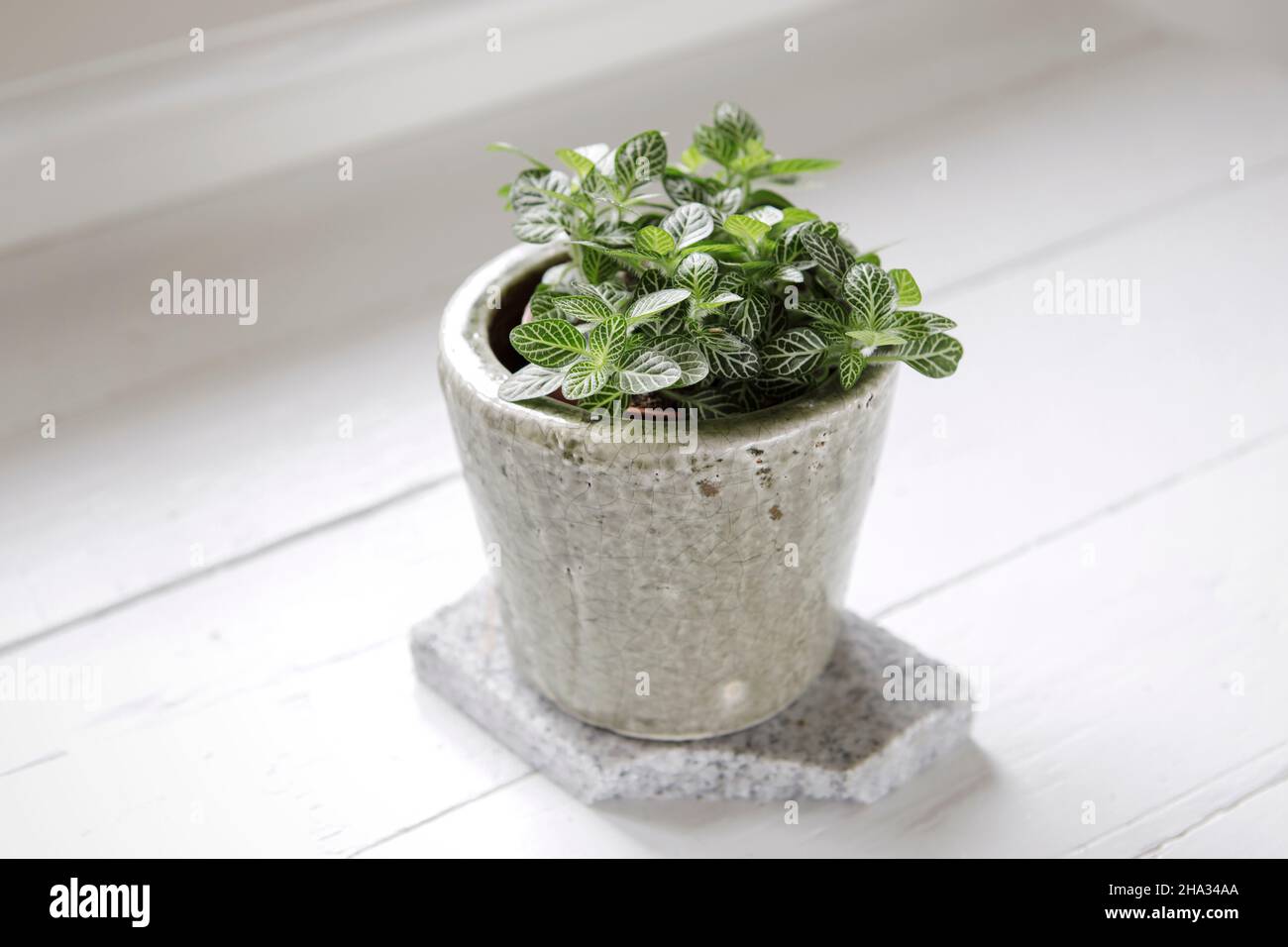 Nahaufnahme der Fittonia albivenis (Nervenpflanze) von oben. Kleine, elegante Zimmerpflanze im Blumentopf auf weißem Hintergrund. Trendige Stimmung Indoor Pflanze gr Stockfoto