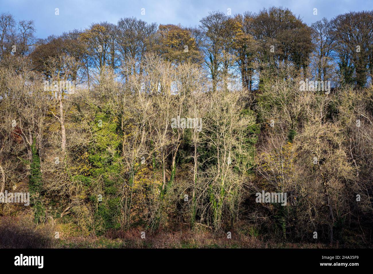 Eschen und Platanen am bewaldeten Ufer des Flusses Lathkill, Lathkill Dale, in der Nähe von Youlgrave, Peak District National Park, Derbyshire Stockfoto