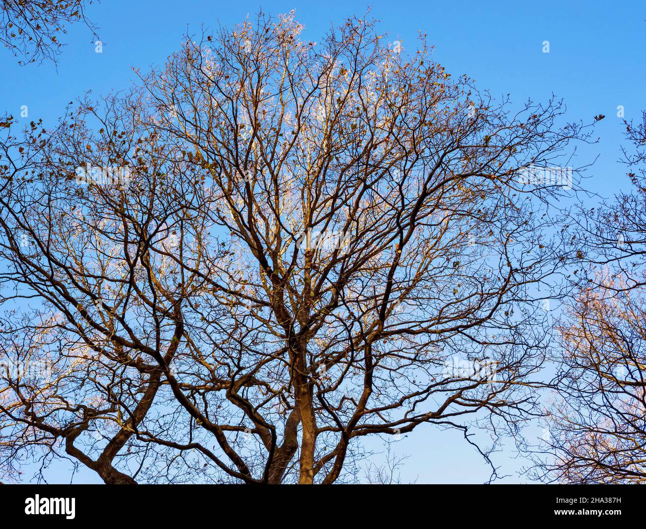 Sonnenlicht auf den Ästen eines kahlen Winterbaums Stockfoto