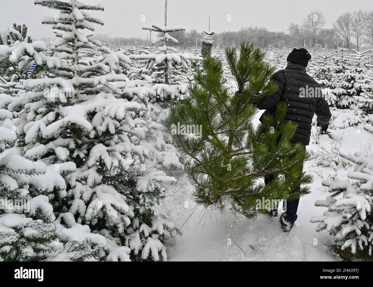 Manschnow, Deutschland. 10th Dez 2021. Ein Mann trägt eine schwarze Kiefer, die er selbst durch die schneebedeckte Weihnachtsbaumplantage der Familie Griebel gefällt hat. Viele tausend Weihnachtsbäume wachsen hier in den Sorten Nordmann Tanne, Blaufichte, Rotfichte und Schwarzkiefer. Besucher können ihren eigenen Lieblingsbaum auswählen und schneiden. Quelle: Patrick Pleul/dpa-Zentralbild/ZB/dpa/Alamy Live News Stockfoto