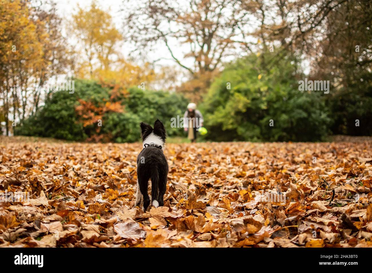 Ein junger Hund im Training steht im Herbst Blätter konzentriert sich auf seinen Trainer Stockfoto