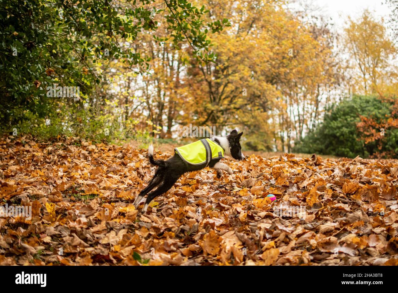 Ein junger schwarz-weißer Border-Collie-Welpe, der eine Jacke trägt, springt in einen Haufen Blätter, während er im Herbst im Park fetch spielt. Stockfoto