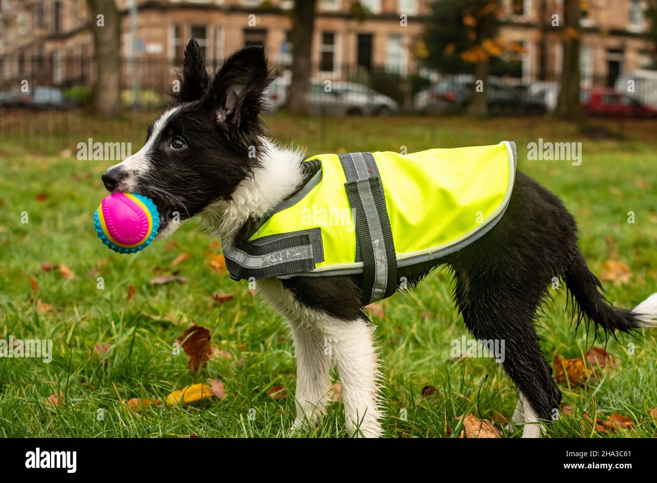 Eine Seitenansicht eines jungen Border Collie Welpe in einer gelben Jacke spielt draußen mit einem Ball. Stockfoto