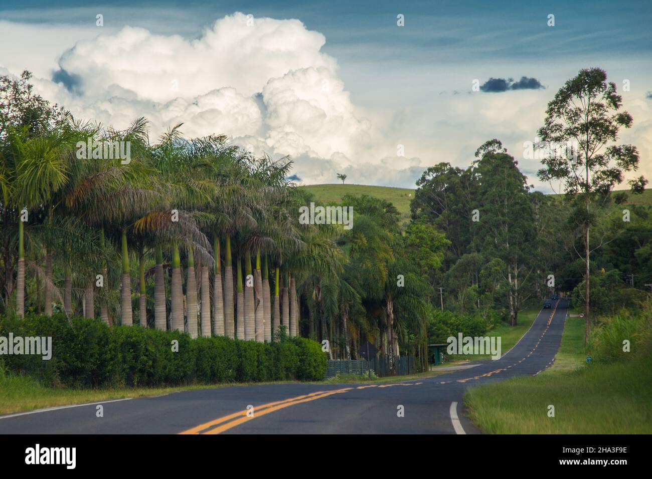 Faszinierende Aufnahme einer Straße, die von Gras und tropischen Bäumen umgeben ist Stockfoto