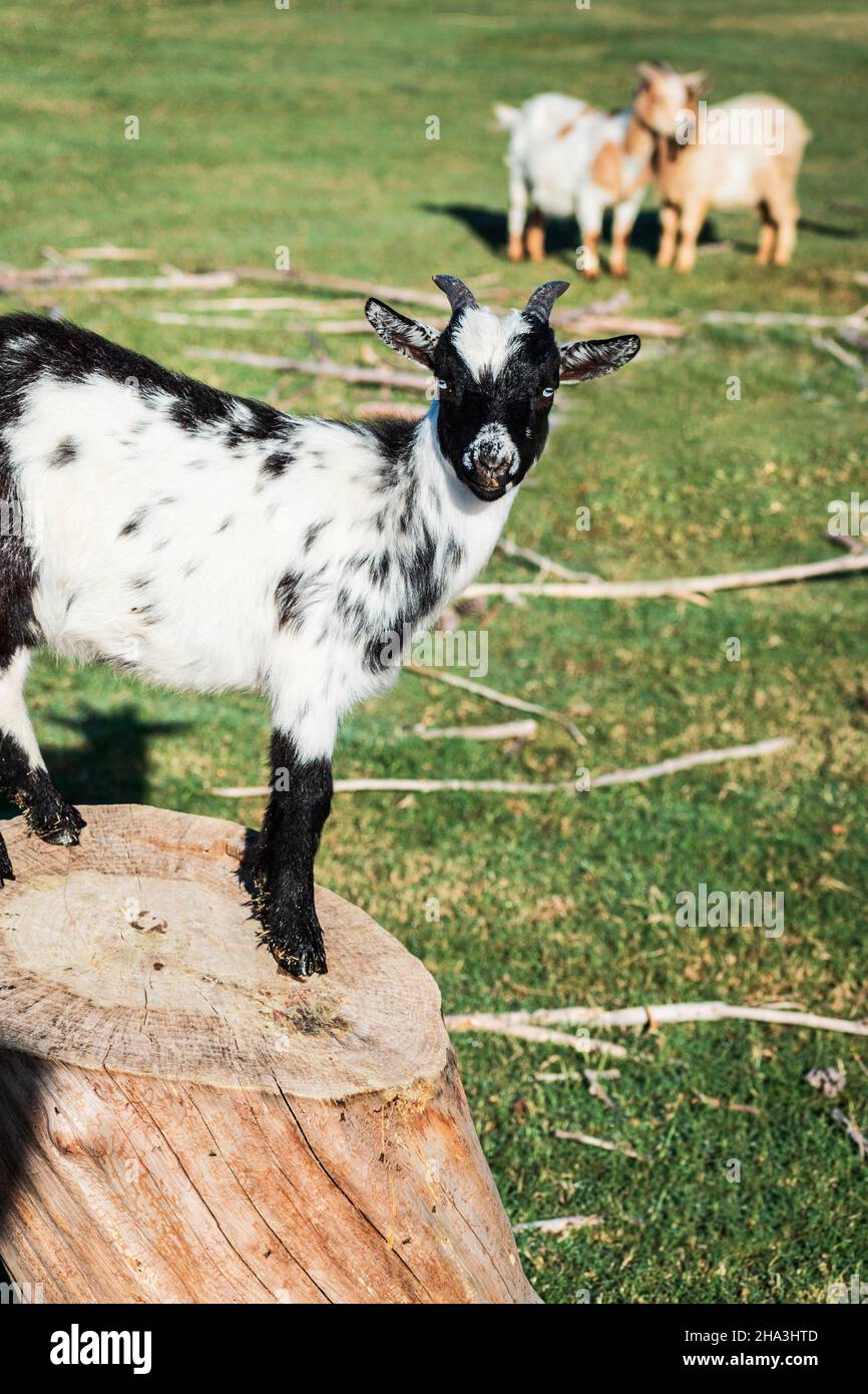 Weiße Ziege mit schwarzen Flecken auf einem Baumstamm, umgeben von Gras und zwei Ziegen auf dem Hintergrund. Stockfoto