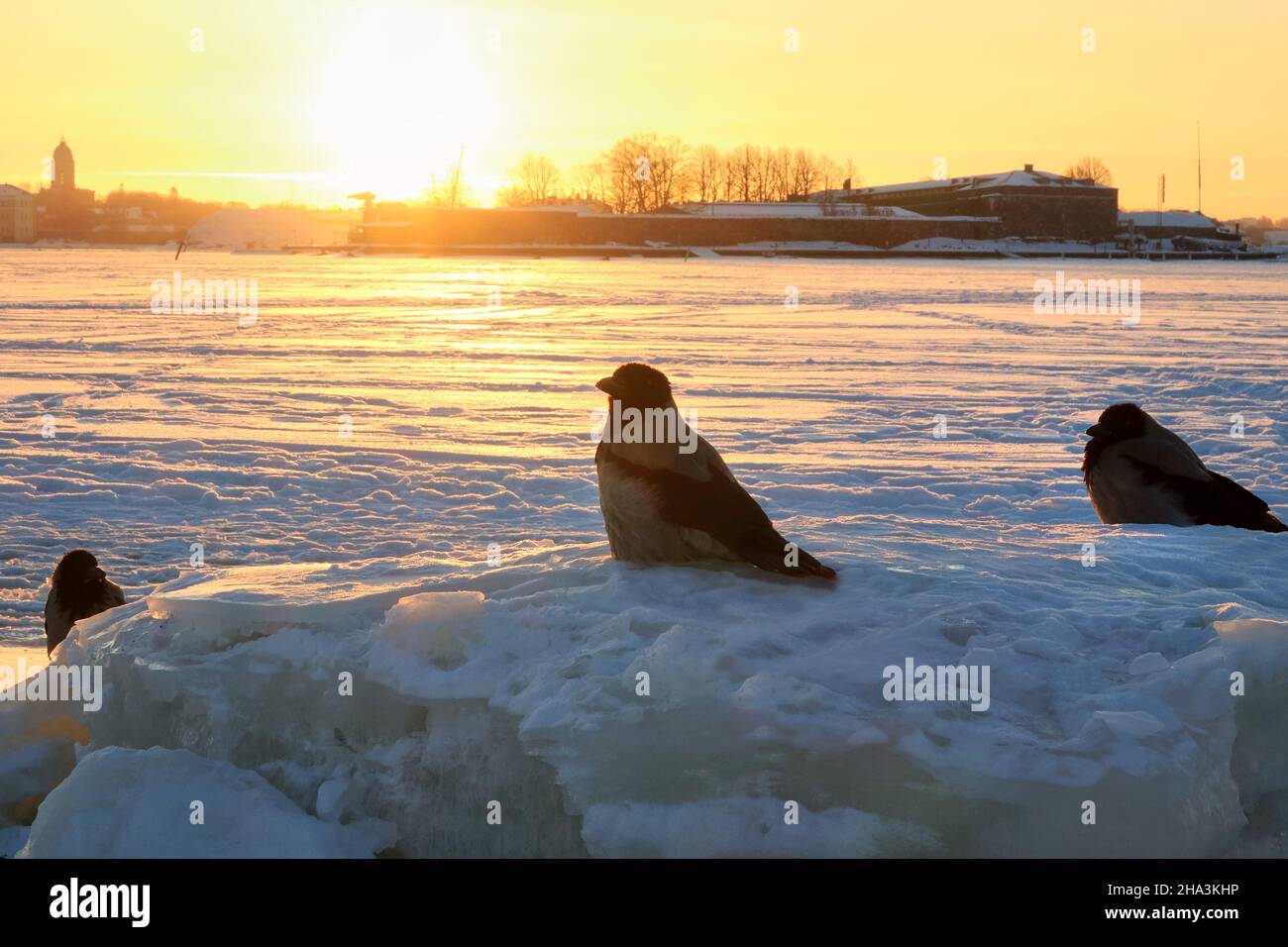 corvus cornix, mit Kapuze, thronte an einem kalten Februarmorgen auf Eisbrocken mit Eis und schneebedecktem Meer im Hintergrund. Stockfoto