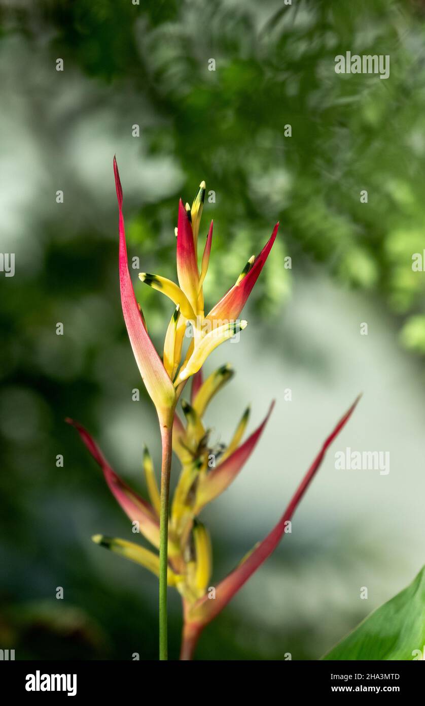 Hell erleuchteter tropischer Papageienschnabel Heliconia, Heliconia psittacorum, eingerahmt von einem grünen Hintergrund. Stockfoto