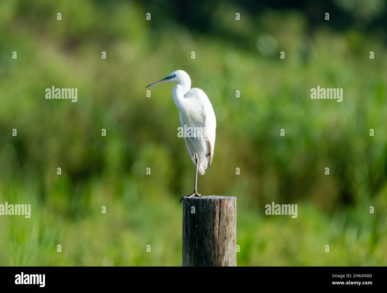 Friedliches Foto eines Silberreiher, Ardea alba, der im Morgenlicht auf einem Baumstumpf in einem Feld steht. Stockfoto