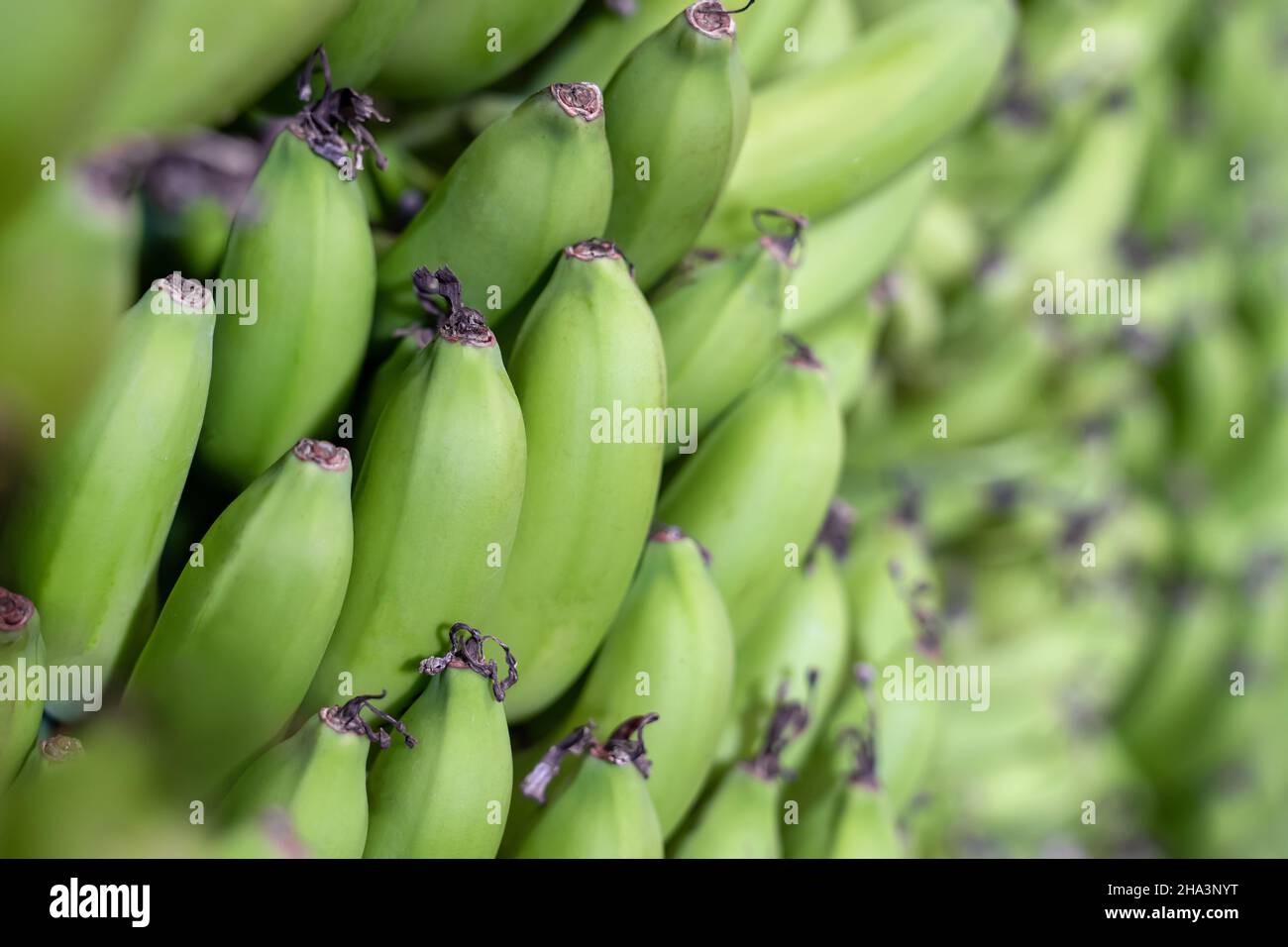 Bananenindustrie. Große Menge frischer grüner Bananen. Natürliche Früchte. Nahaufnahme. Stockfoto