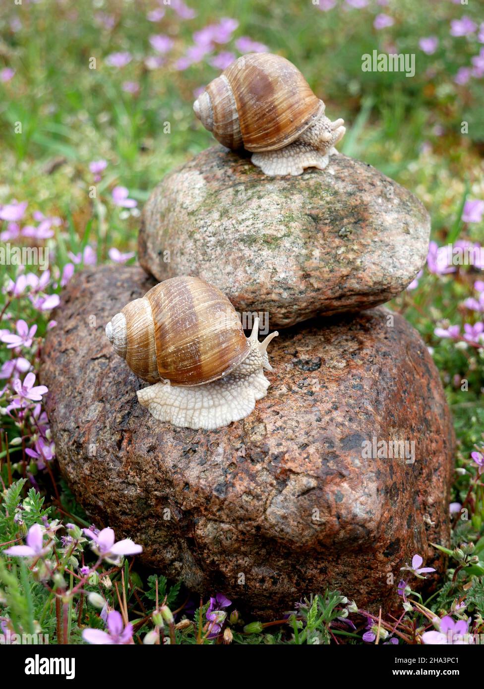 Helix pomatia auch römische Schnecke, Burgunder Schnecke, essbare Schnecke oder Escargot.Schneckenschleim (als SFF in Zutatenetiketten aufgeführt) für Kosmetika, die rege verwendet. Stockfoto