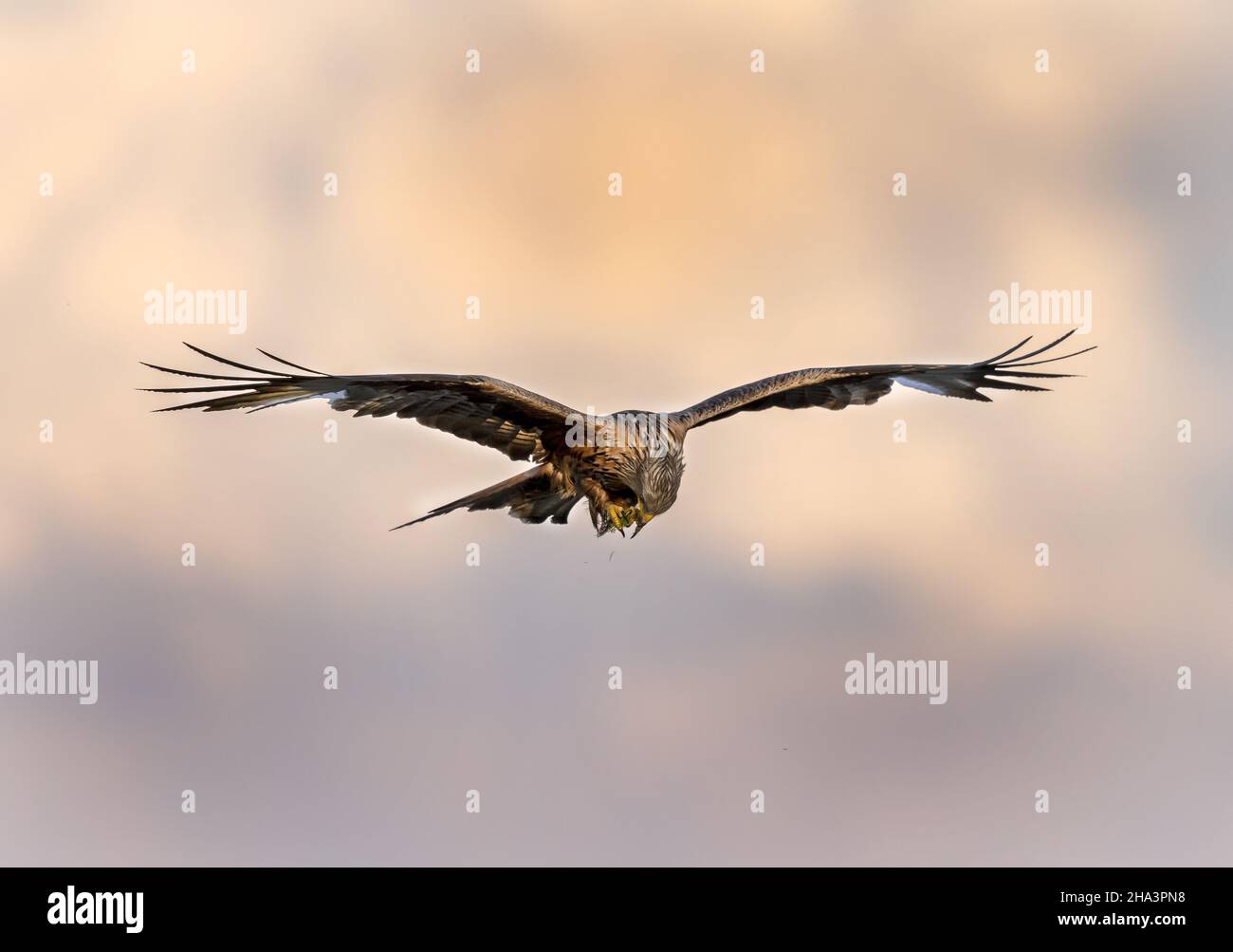 Red Kite im Flug Fütterung Stockfoto