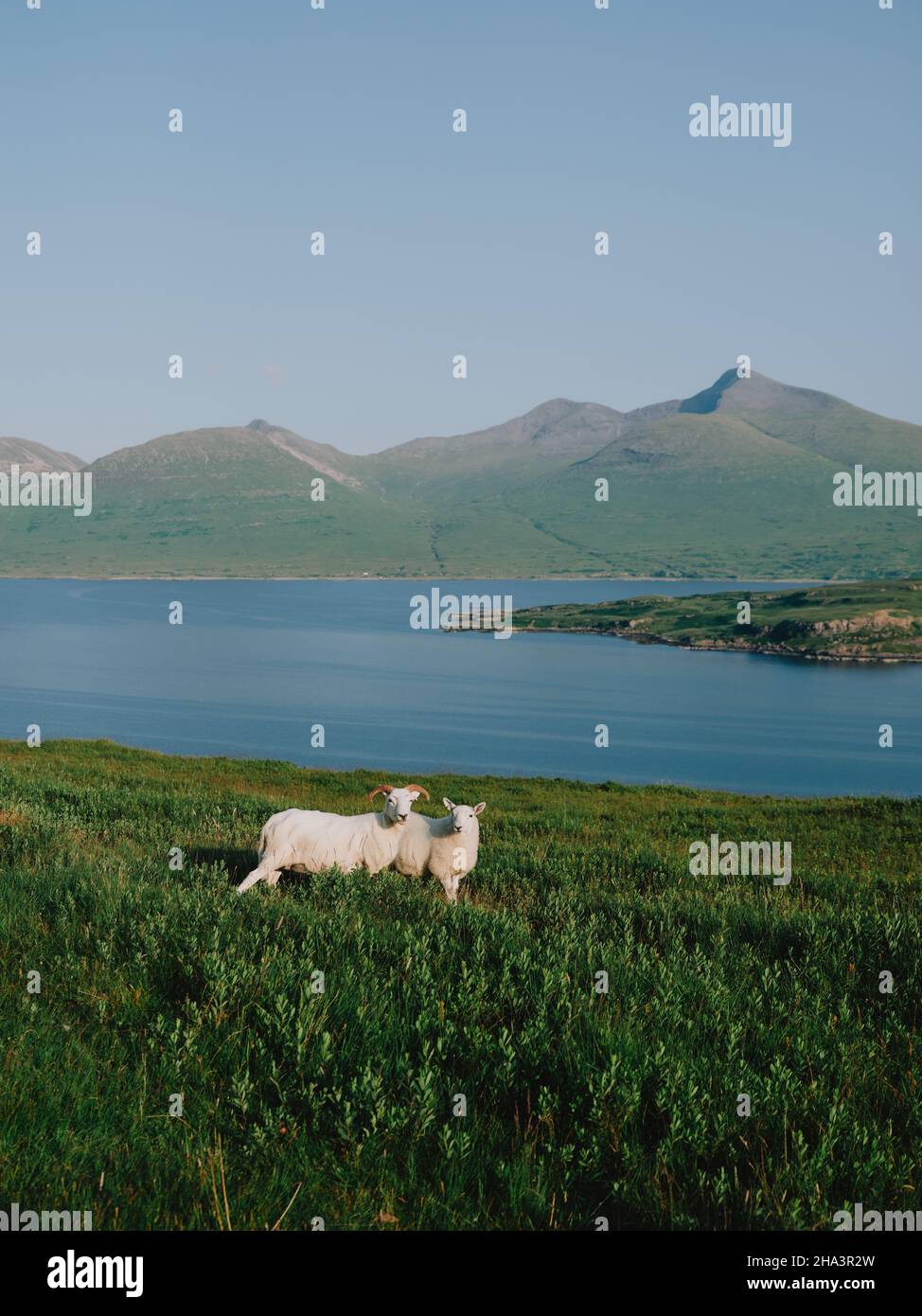 Ben More Berg und Schafe in der grünen Sommer-Berglandschaft von Loch Na Keal auf der Isle of Mull, Inner Hebrides, Schottland Großbritannien Stockfoto