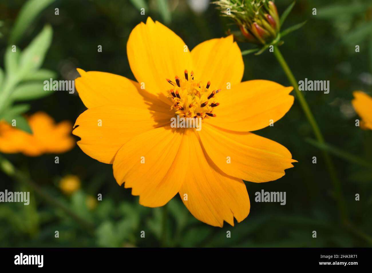 Nahaufnahme der Schwefelkosmos-Blume. Stockfoto