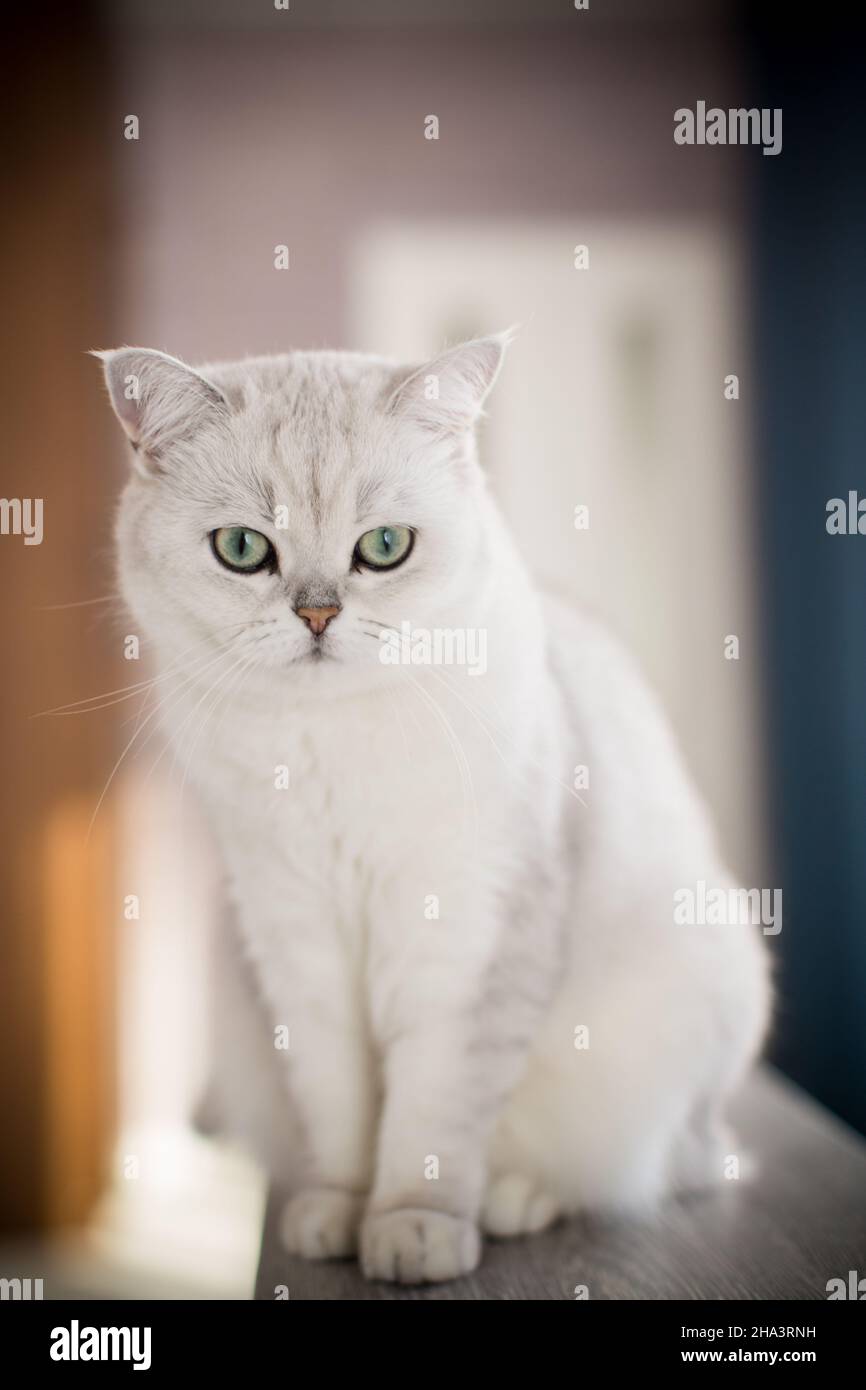 Erwachsene Katze Pedigree Scottish Chinchilla geraden Ohren Stockfoto