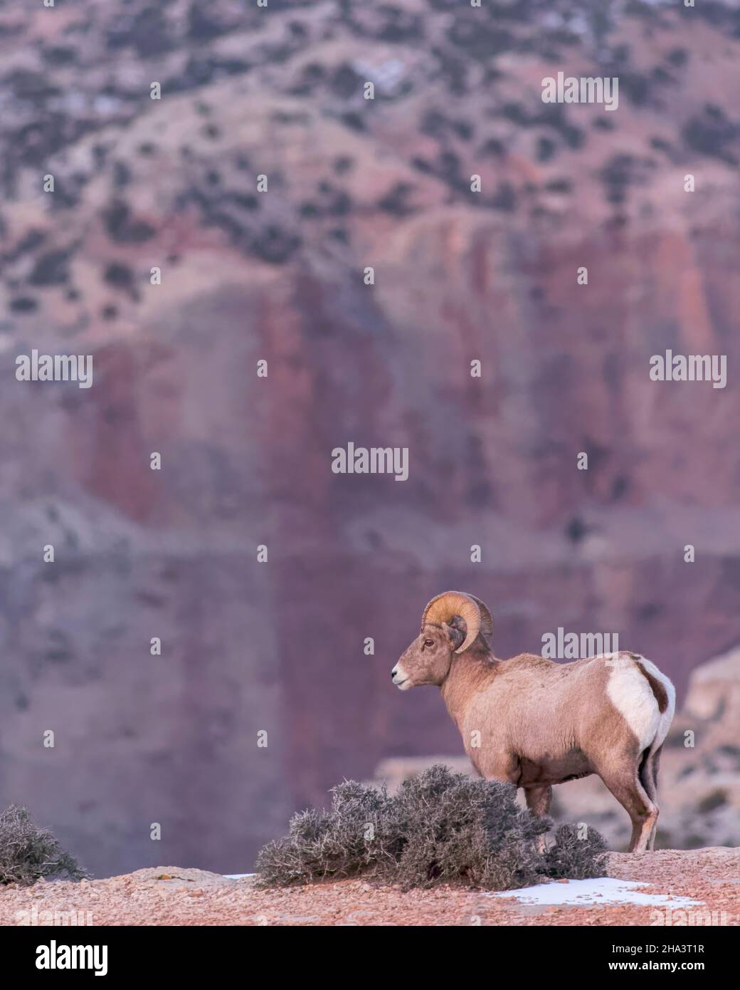 Ein Dickhornbock überblickt das Land von seinem Barsch aus auf einer Canyon-Wand im Bighorn Canyon National Recreation Area, Montana. Stockfoto