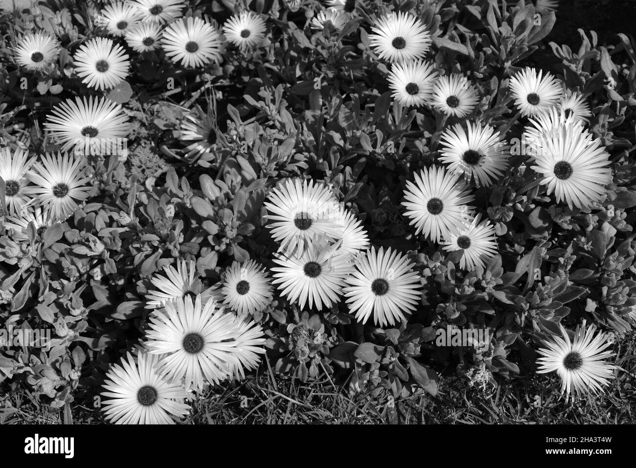 Livingstone Gänseblümchen-Blumenbeet in schwarz und weiß. Stockfoto