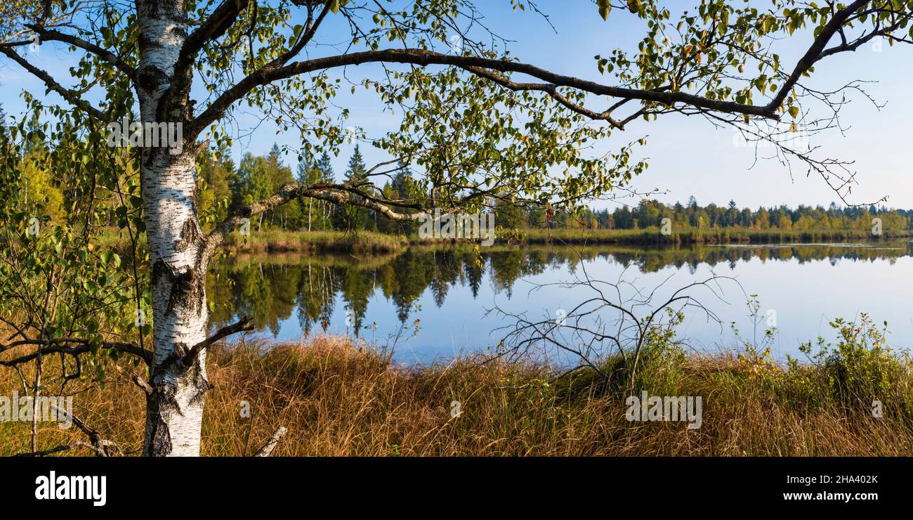 Riedsee, Wurzacher Ried, Bad Wurzach, Oberschwaben, Baden-Württemberg, Deutschland, Europa Stockfoto