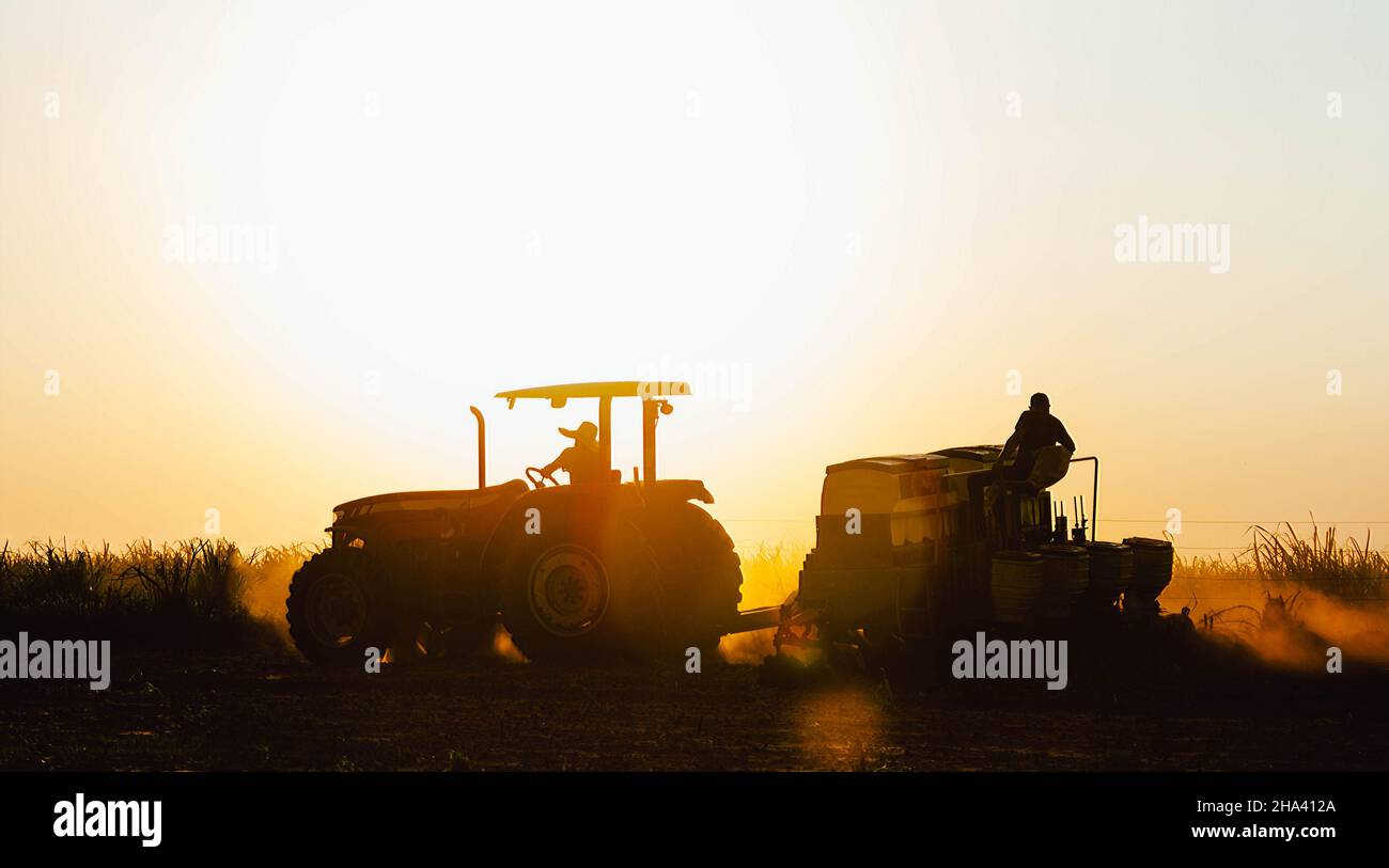 Landarbeiter arbeiten an der Anpflanzung der Ernte. Die Landwirtschaft ist eine der wichtigsten Stützpunkte der brasilianischen Wirtschaft Stockfoto