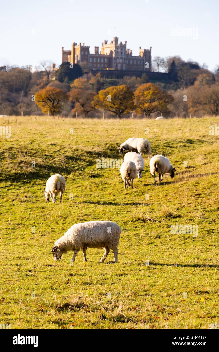 Schafe weiden auf den Hängen unterhalb von Belvoir Castle, der Heimat des Herzogs von Rutland. Leicestershire, England Stockfoto