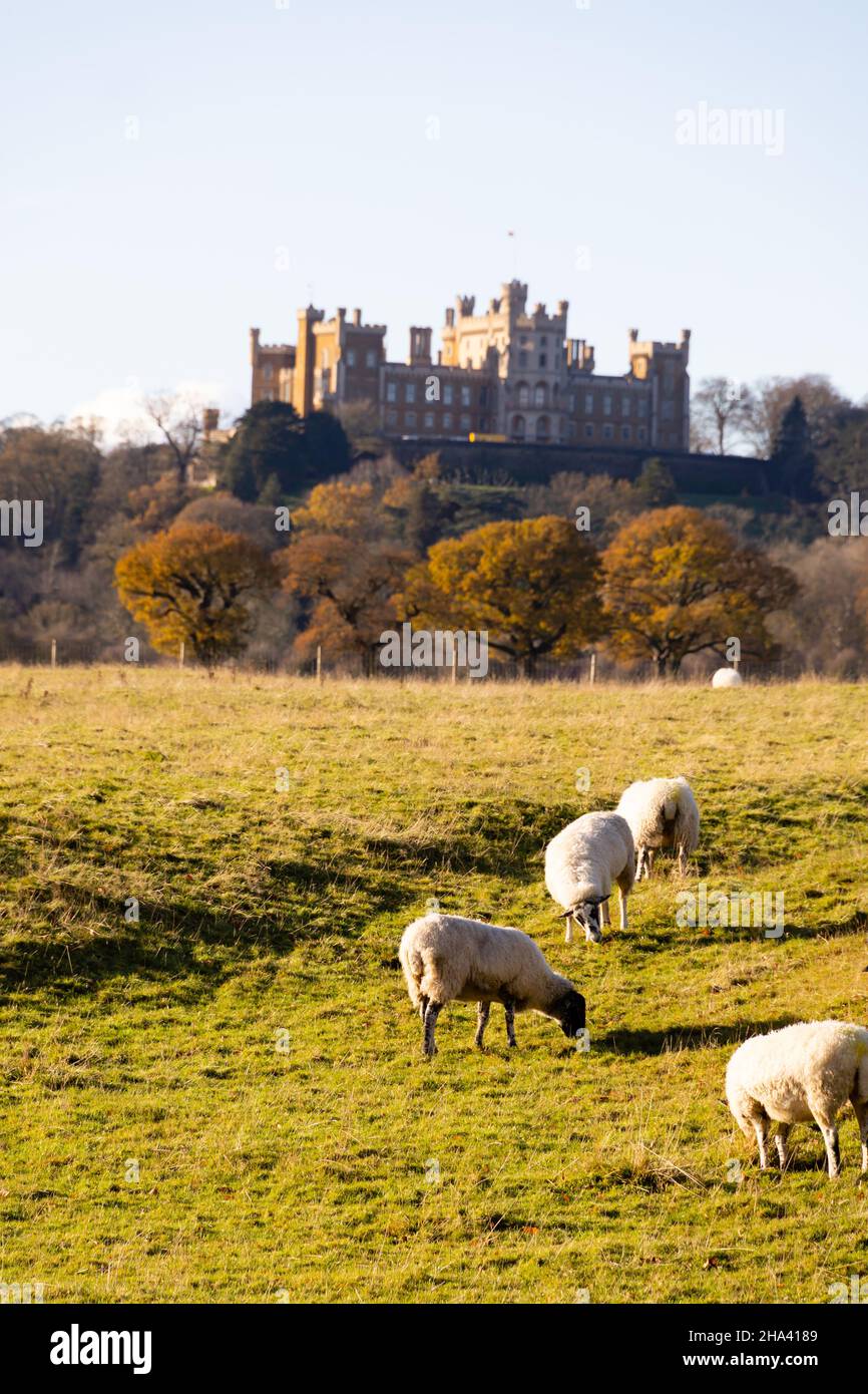 Schafe weiden auf den Hängen unterhalb von Belvoir Castle, der Heimat des Herzogs von Rutland. Leicestershire, England Stockfoto