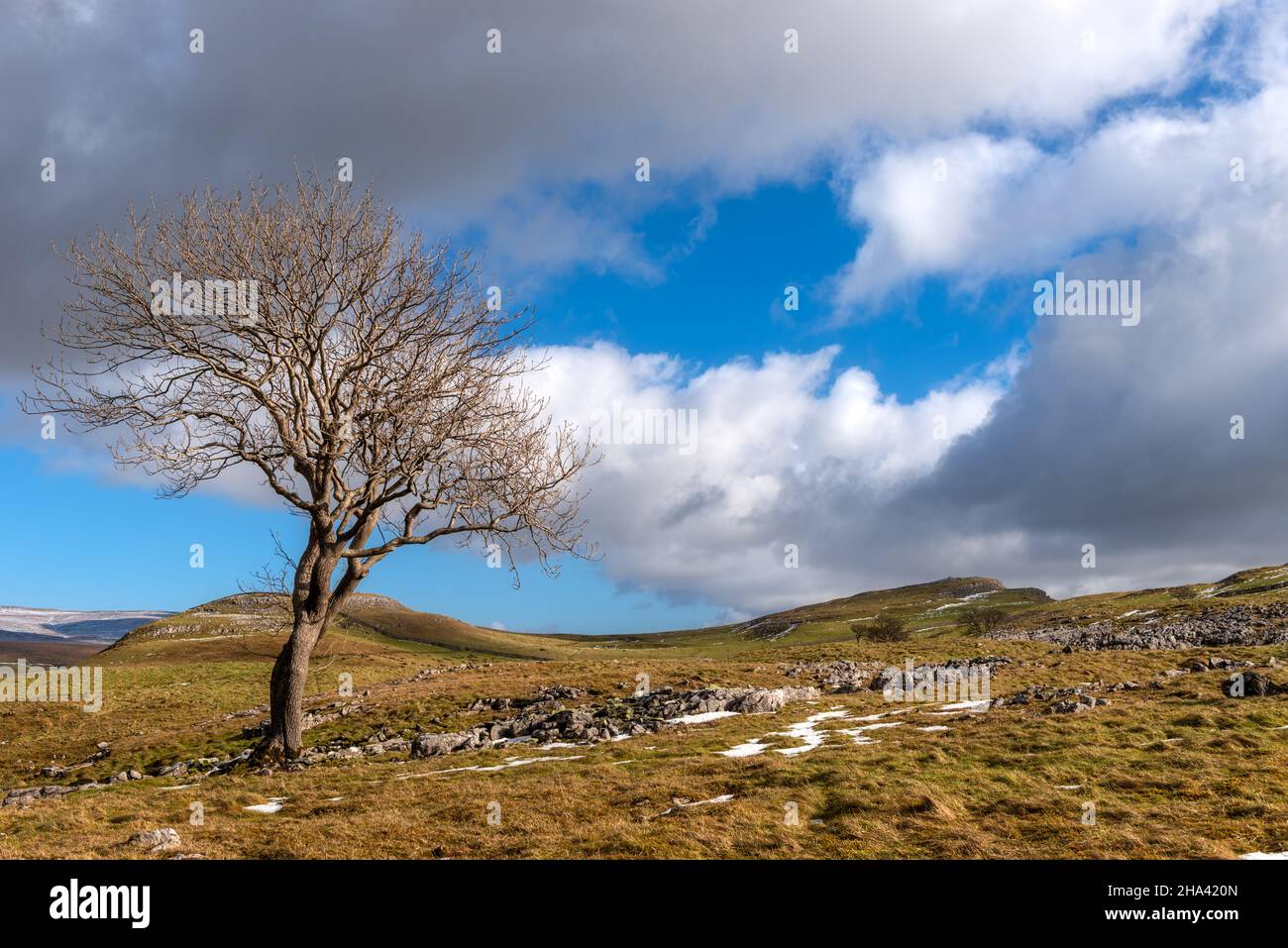 Lone Tree an den Hängen des Pot Scar oberhalb von Feizor in den Yorkshire Dales Stockfoto
