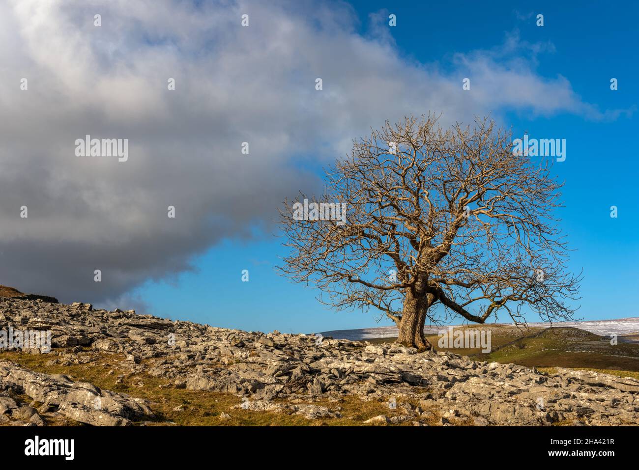 Lone Tree auf Pot Scar oberhalb von Feizor, mit Ingleborough im Hintergrund. Die Yorkshire Dales. Stockfoto