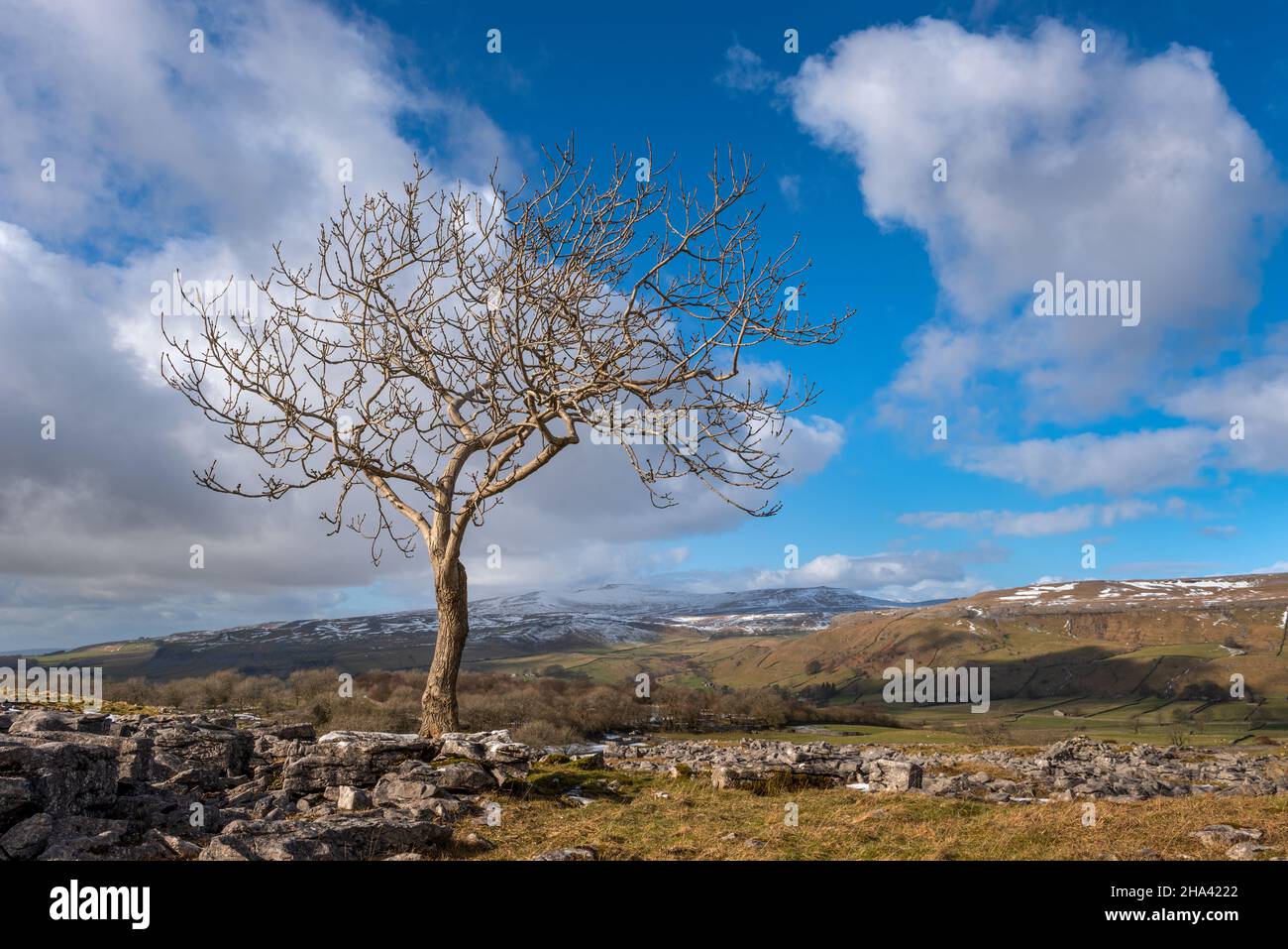 Lone Tree auf Pot Scar oberhalb von Feizor, mit Ingleborough im Hintergrund. Die Yorkshire Dales. Stockfoto